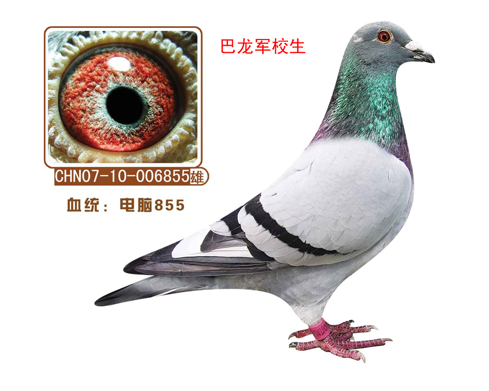 X855(܊У)