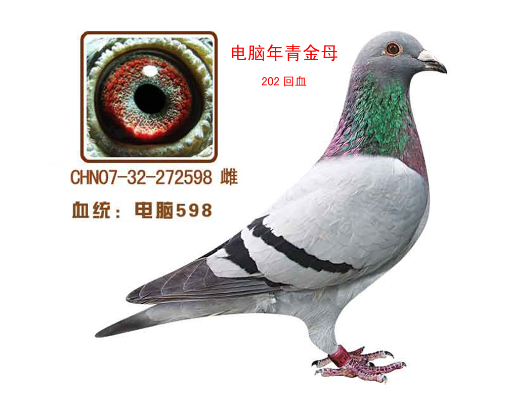 X598(Xĸ)