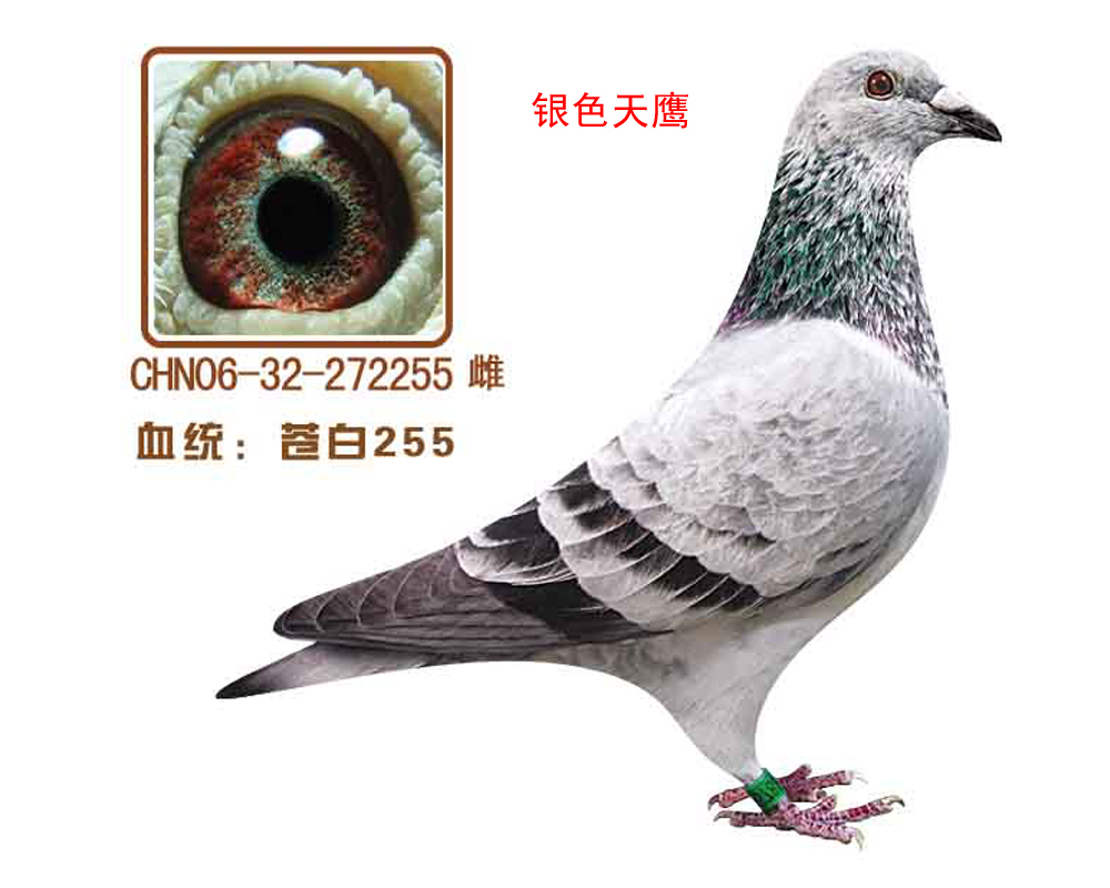 n255(yɫ)