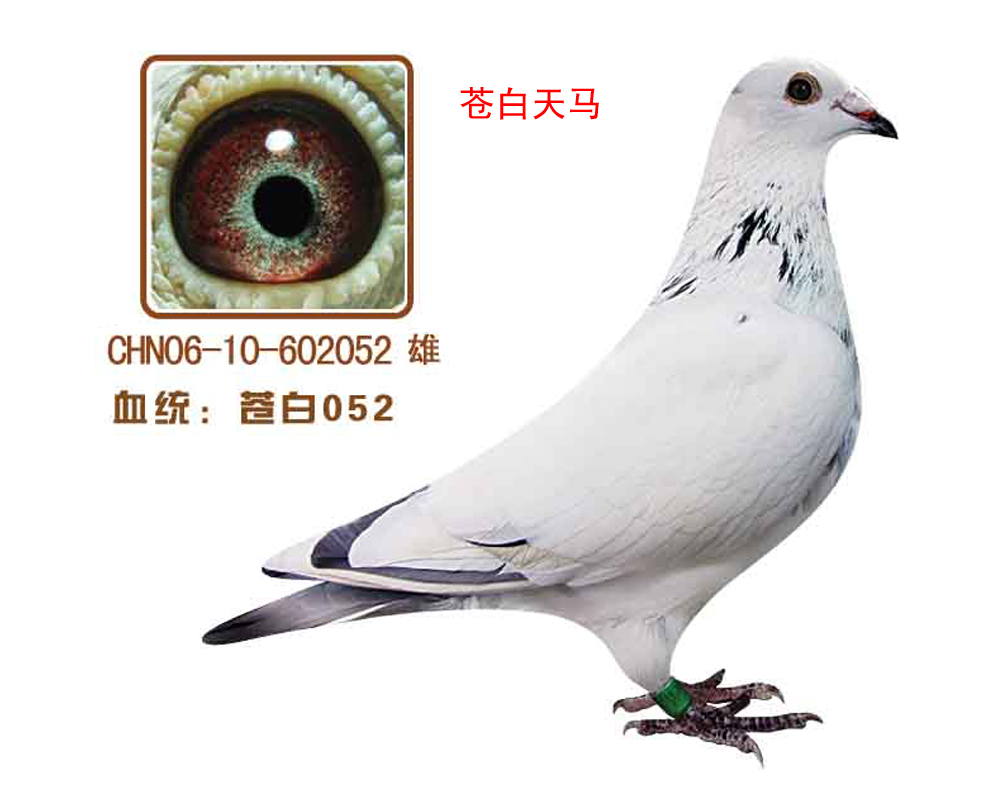 n052(nR)