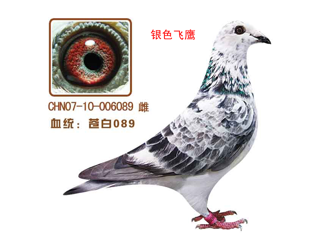 n089(yɫw)