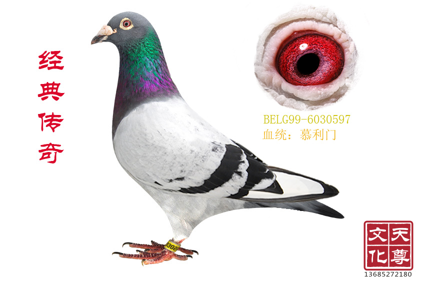 (jng)