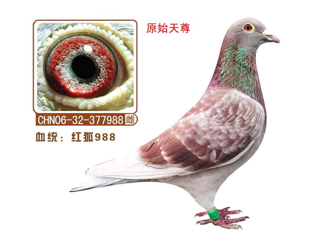 ʯt988(ԭʼ)