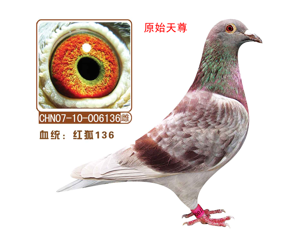 ʯt136(ԭʼ)