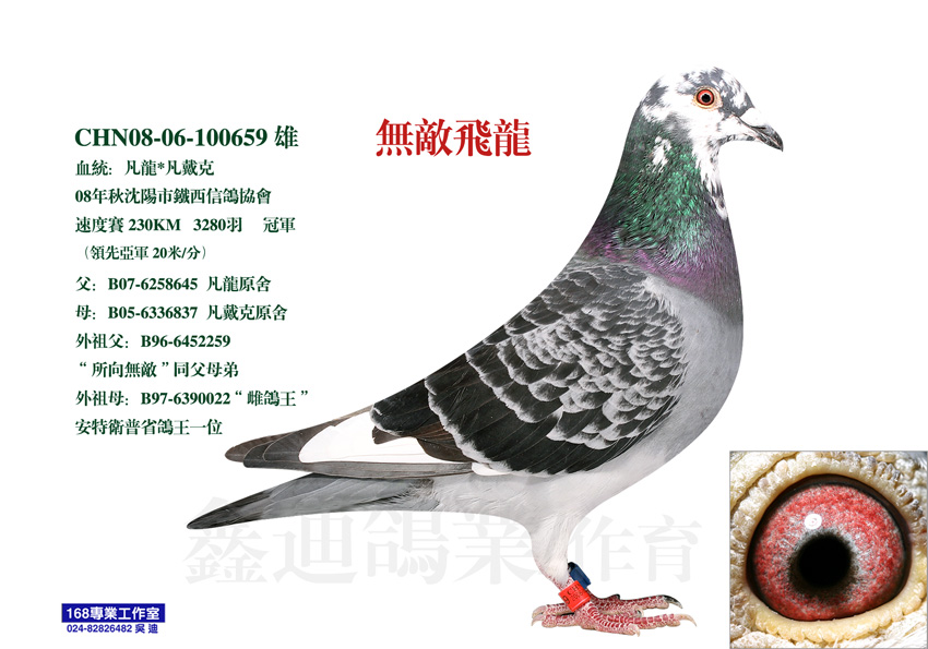 ”無敵飛龍“（已售）