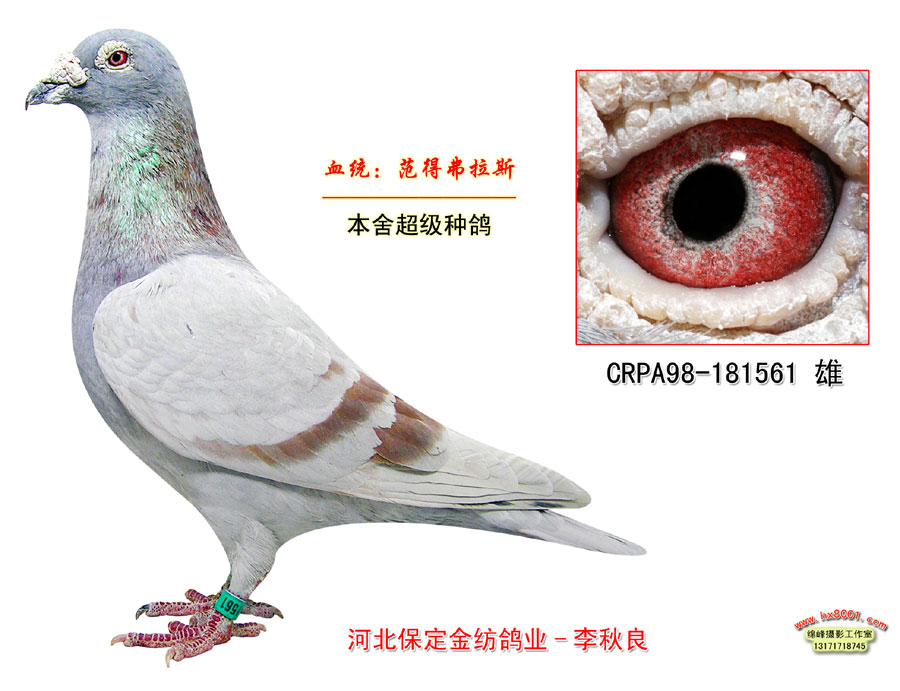 钻石级别