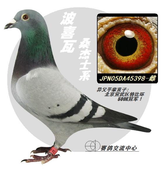 ��������/ɣ��ʿ398�š�-��