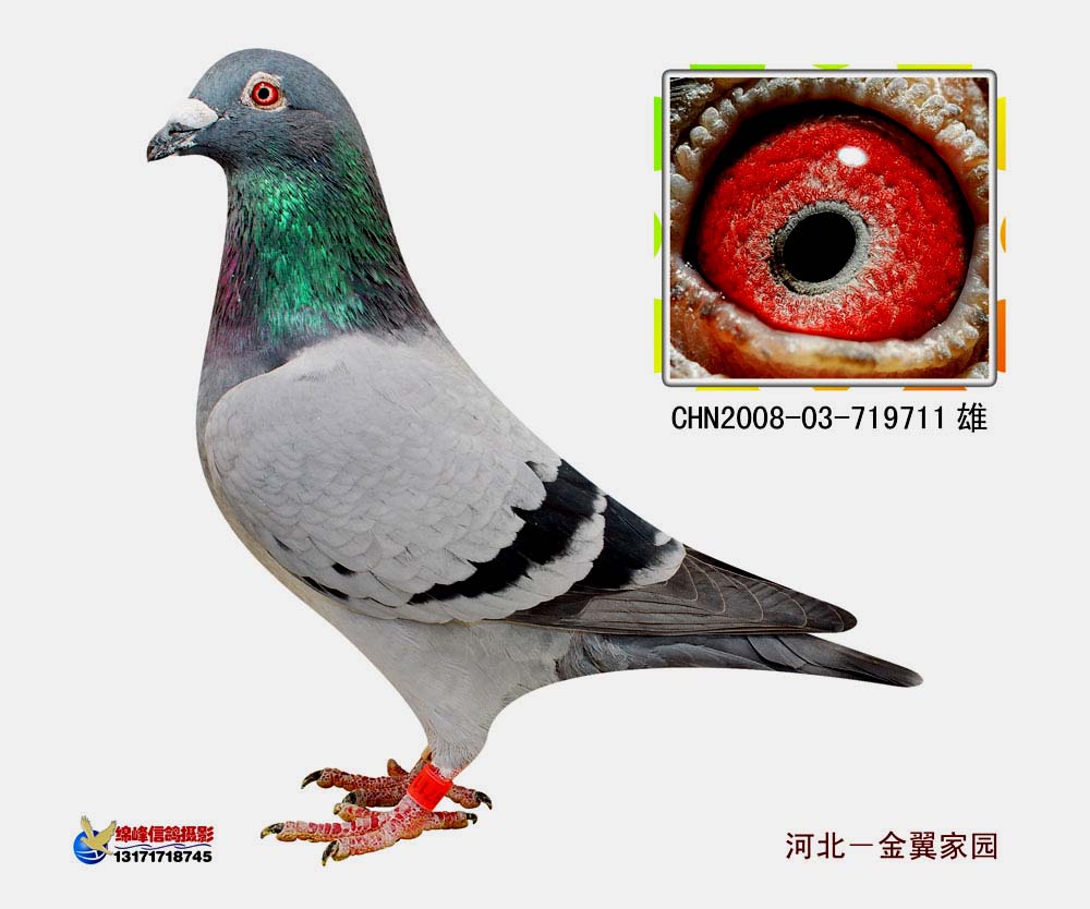 金翼电脑711_金翼家园-中信网爱鸽商城