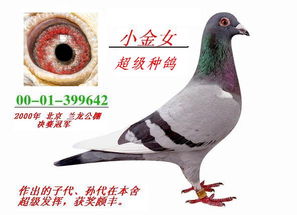 女鸽鸽舍图片图片下载