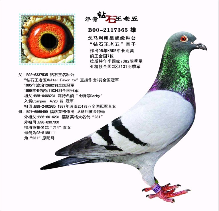年轻钻石王老五