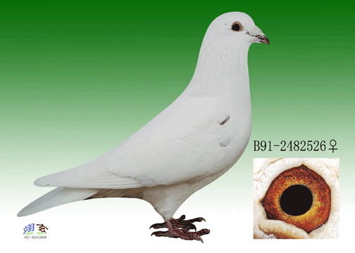 ϰĸ