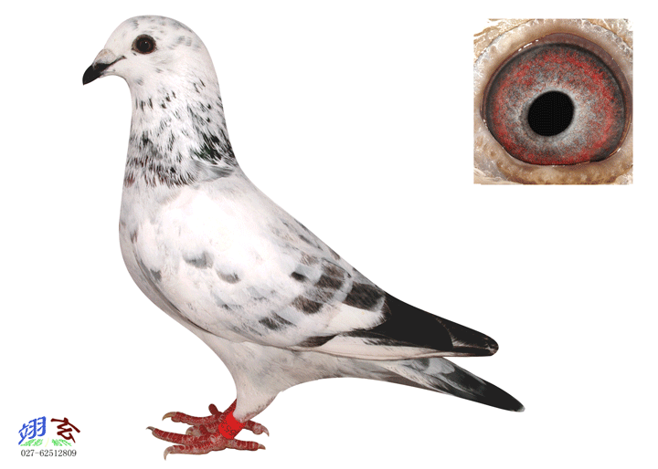 ᠖ĸ