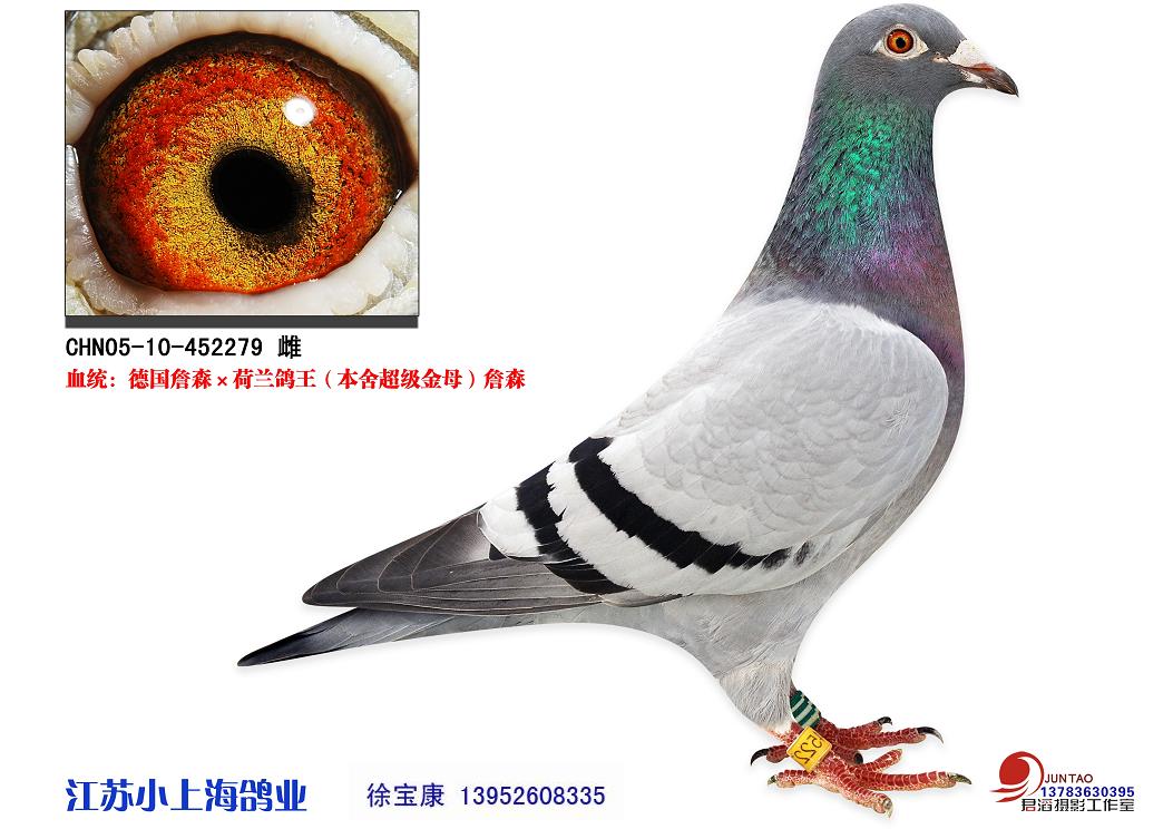 德国雅可比詹森*荷兰詹森鸽王_江苏小上海鸽业