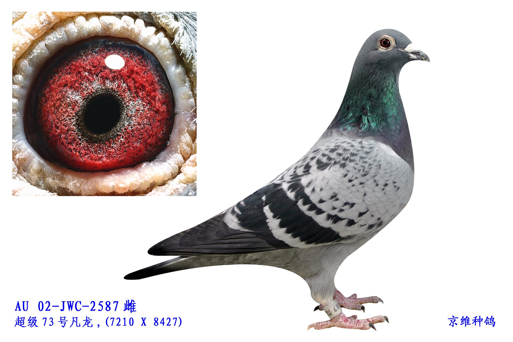 7210ֱŮ-2587