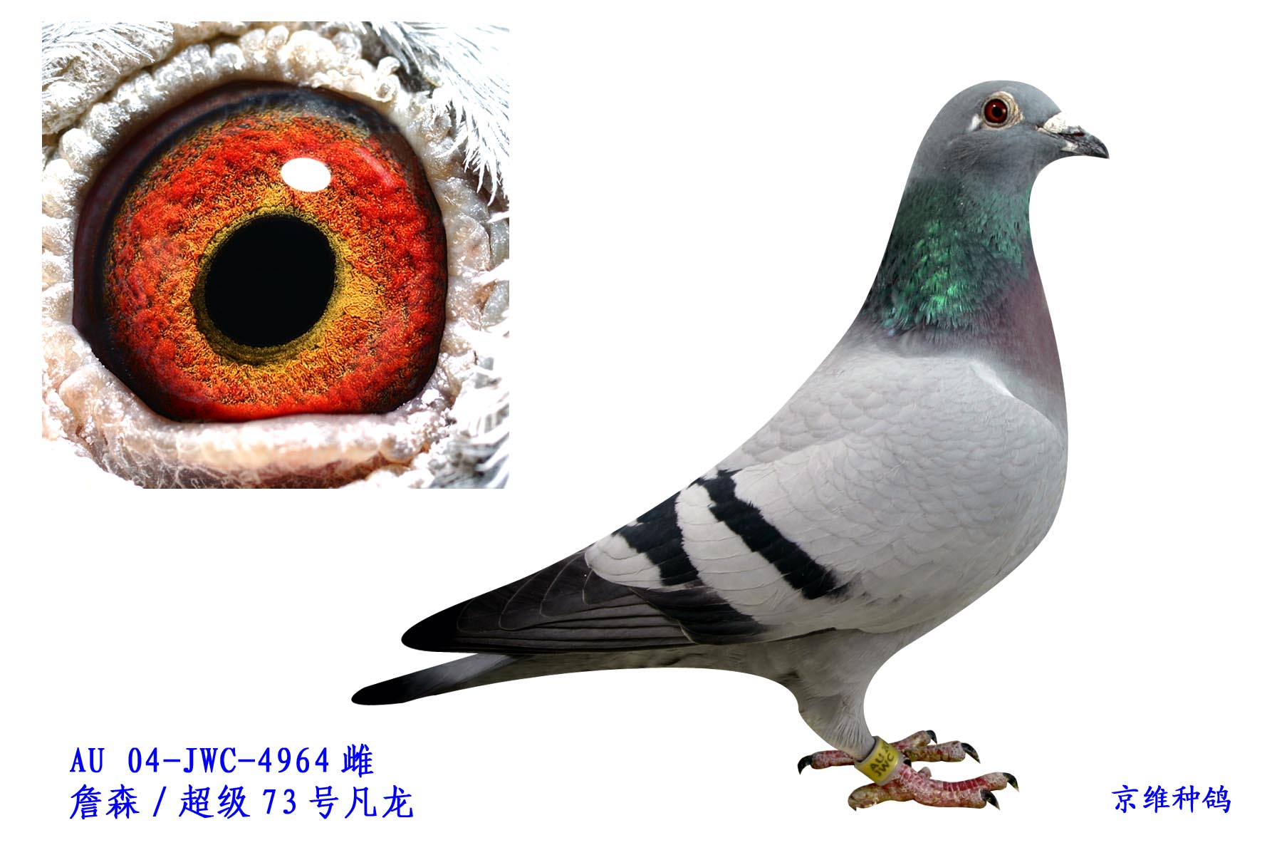 Ұ548OŮ-4964