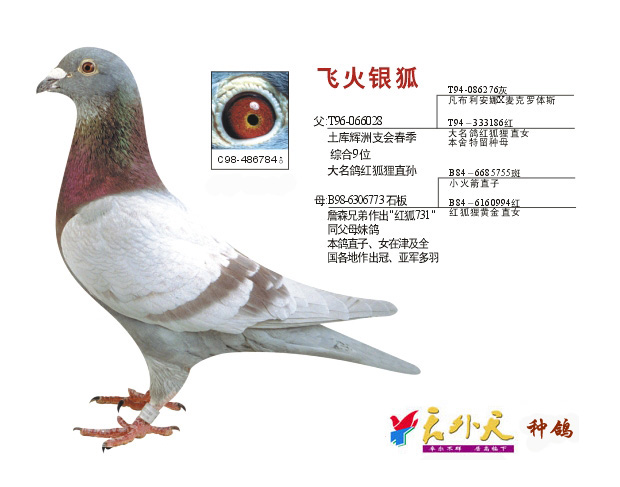 飞火银狐-天津天外天种鸽舍-中信网爱鸽商城