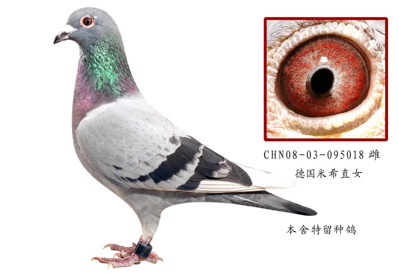 Ů