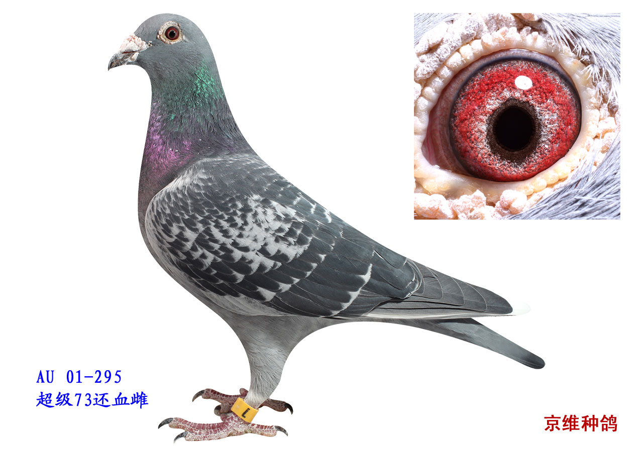 ߀Ѫ-295
