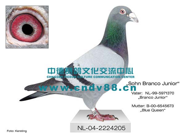 NL-04-2224205 V