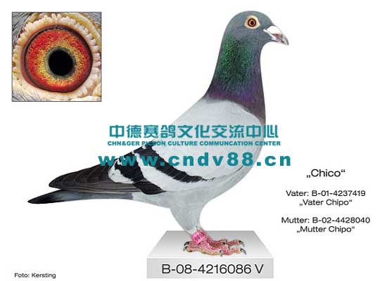 B-08-4216086 V