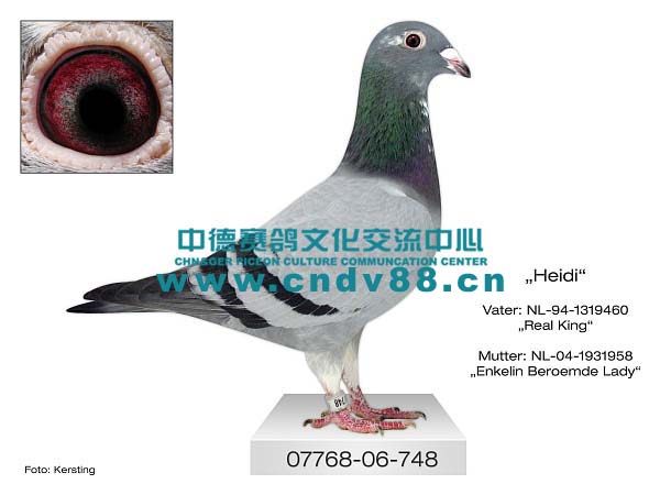 07768-06-748 W