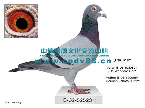 B-02-5252311 W