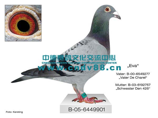 B-05-6449901 W