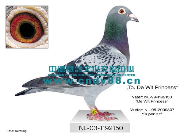 NL-03-1192150 W