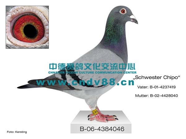 B-06-4384046 W
