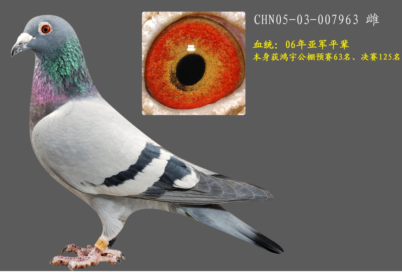 䌚ֱ̖