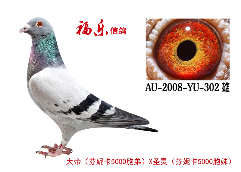 302芬妮卡5000胞弟大帝x圣灵(已售