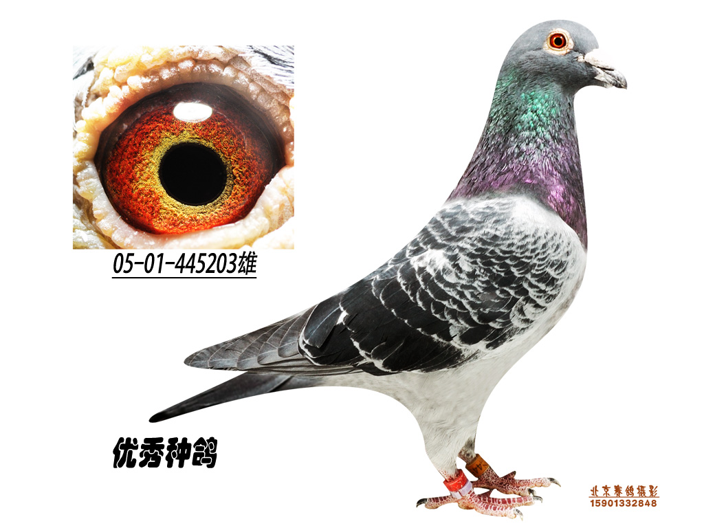 斯翠克鲍特直系直子_北京李明亮鸽舍_ ag188.com爱鸽