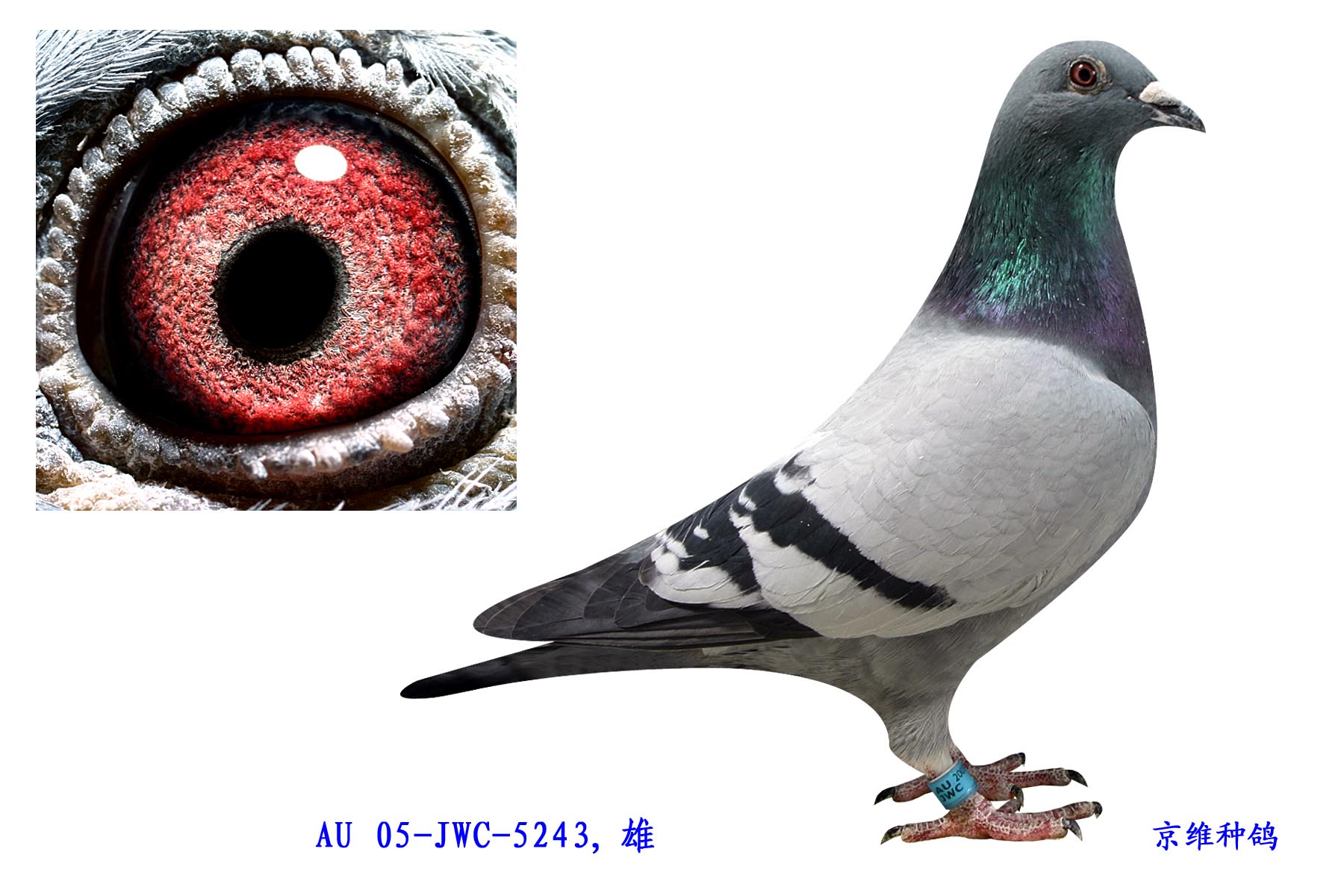 δֱO-5243