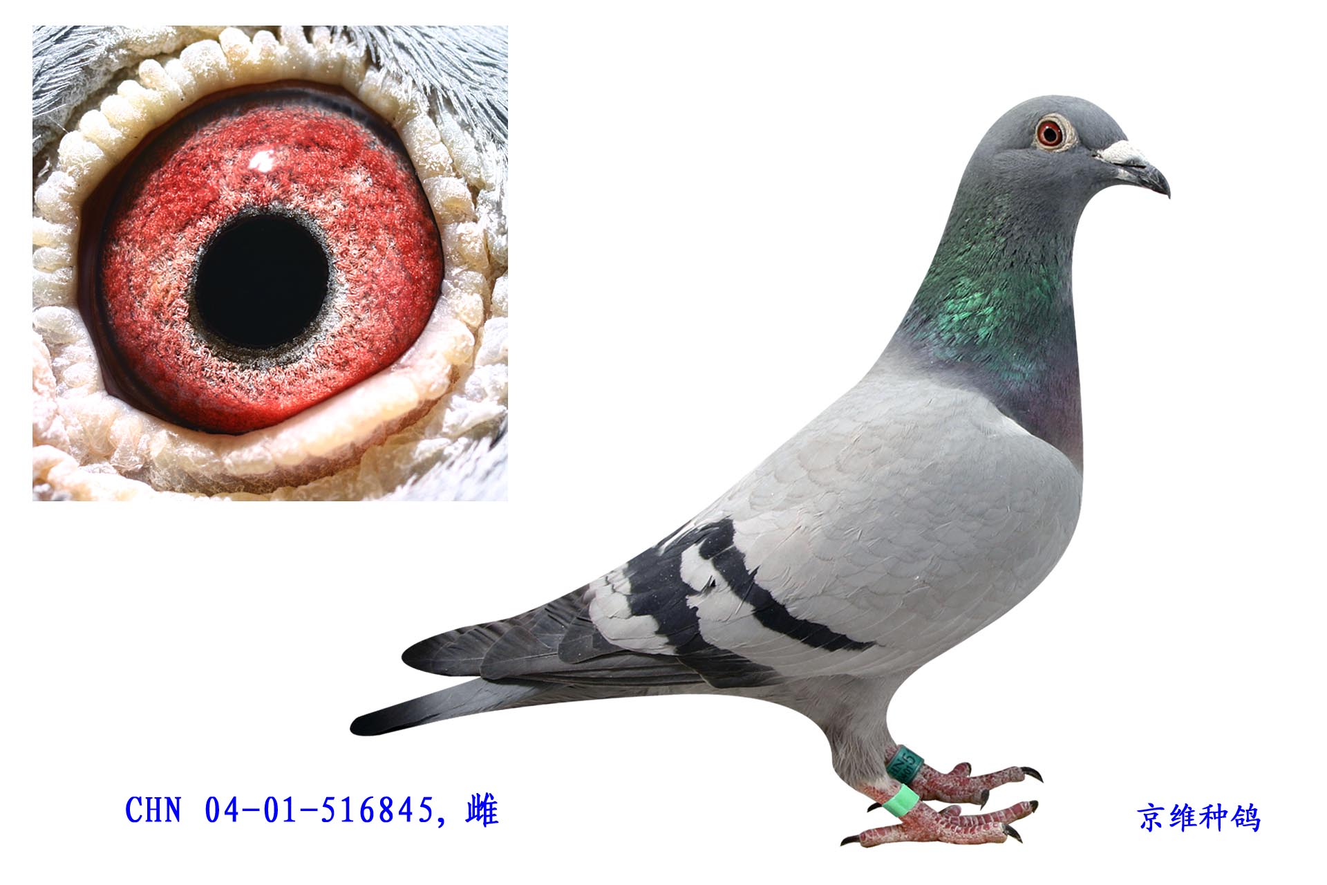 R̖/Ұ-516845