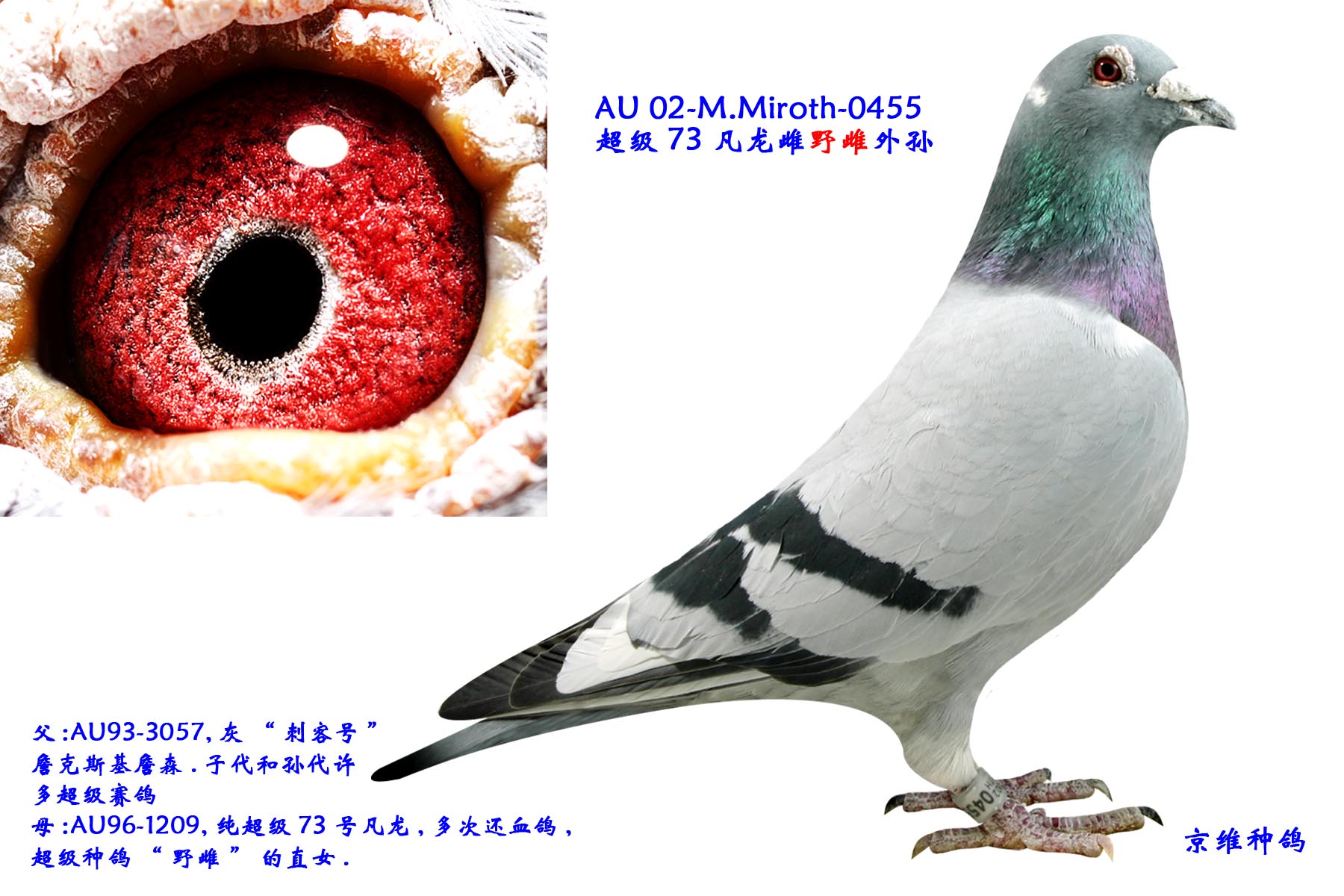 ҰO-0455
