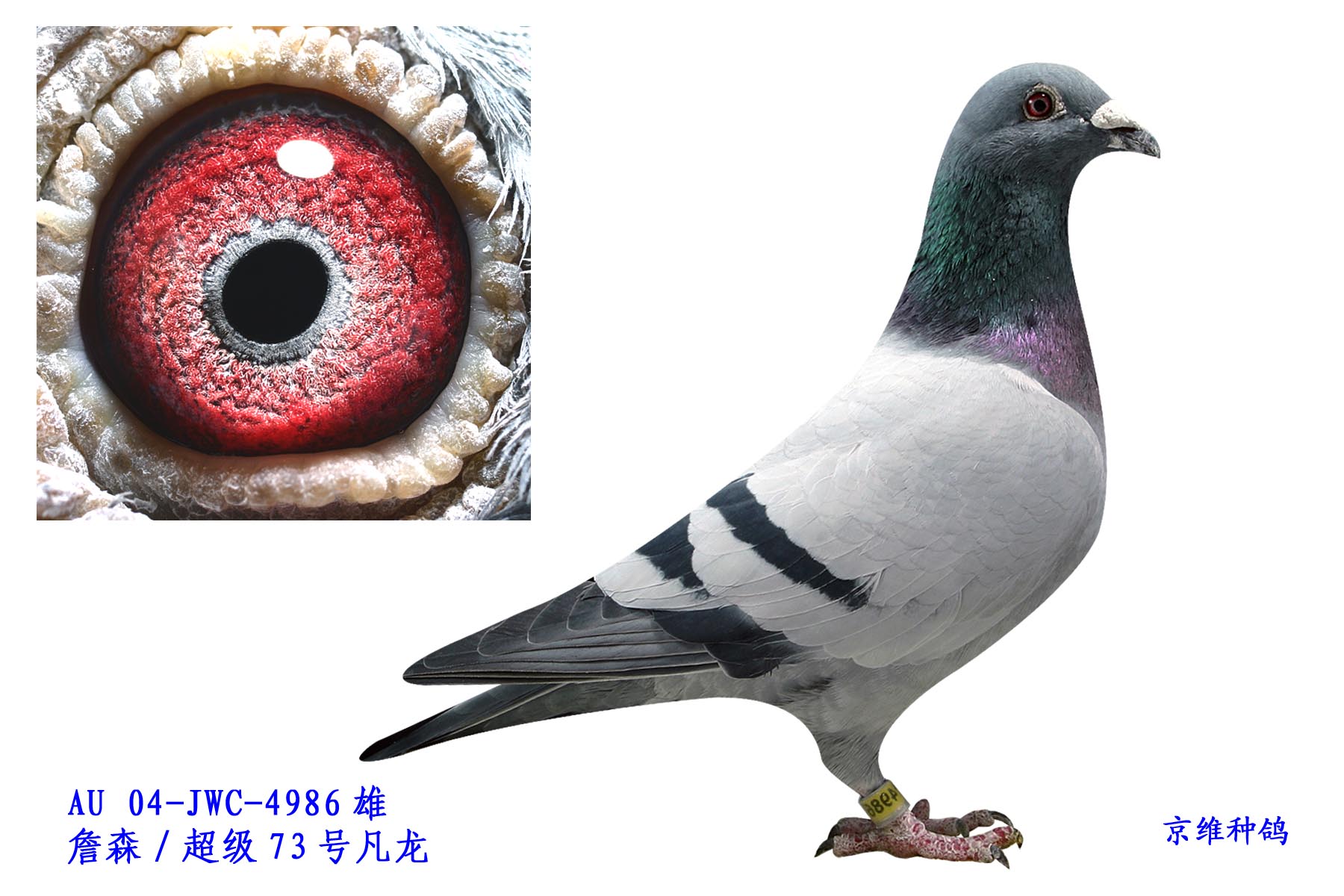 Ұ548O-4986