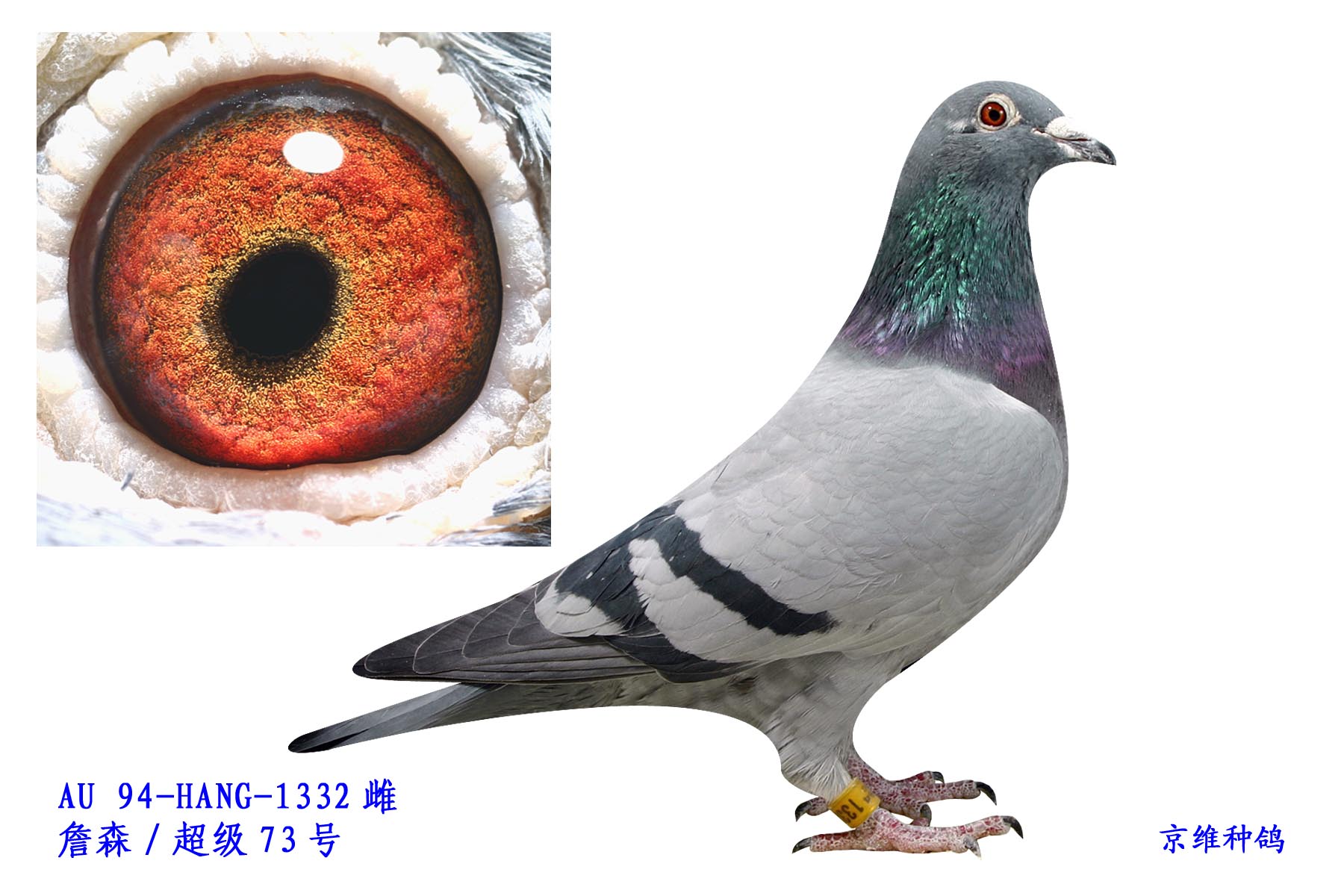 Ұ548ֱŮ-1332