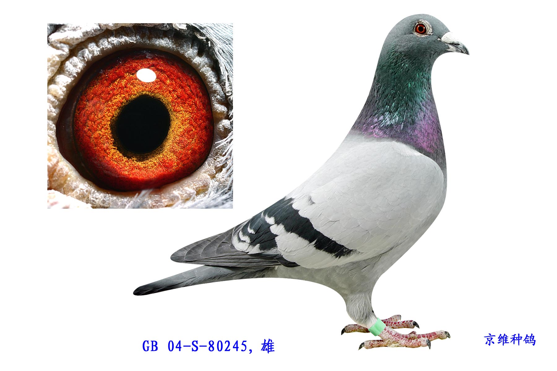 m - 80245