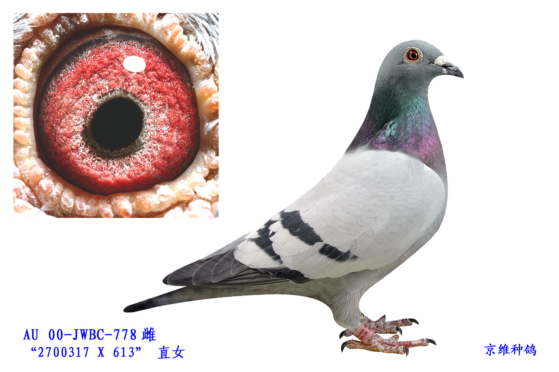 tʯ39 - 778 