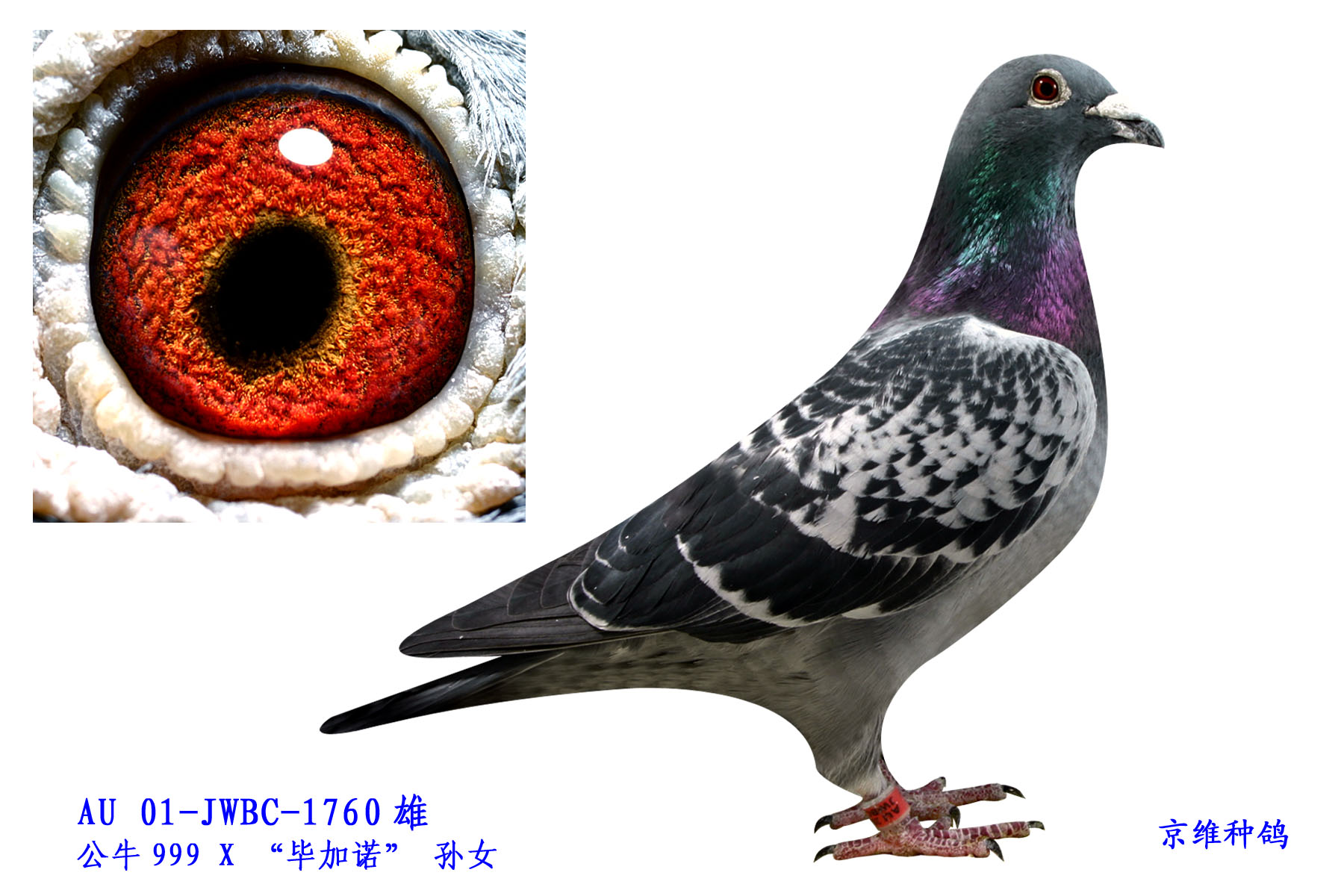 ţ 1760/01 
