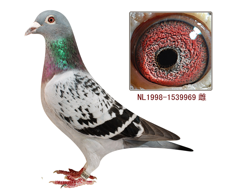 克拉克-原舍_山东鲁能兄弟_ag188.com爱鸽商城