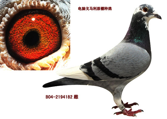 金翼家园_金翼家园_ag188.com爱鸽商城