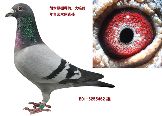 金翼家园_金翼家园_ag188.com爱鸽商城