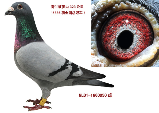 金翼家园_金翼家园_ag188.com爱鸽商城