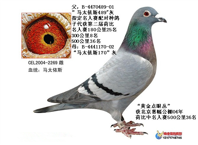 抓眼虫行骗_