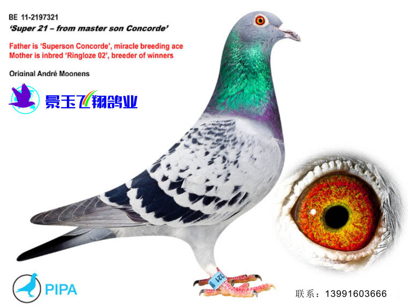 超级21 全国大区7806羽62位同<em>父妹</em>_景玉飞翔