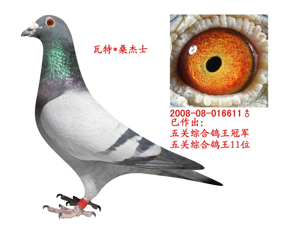 五关鸽王之父(已售通辽)_东北小小鸽舍-中信网爱鸽商城