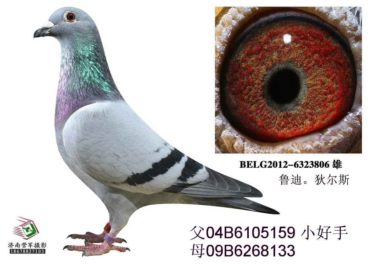 ?sh)?Ҡ˹피NСֱ֡