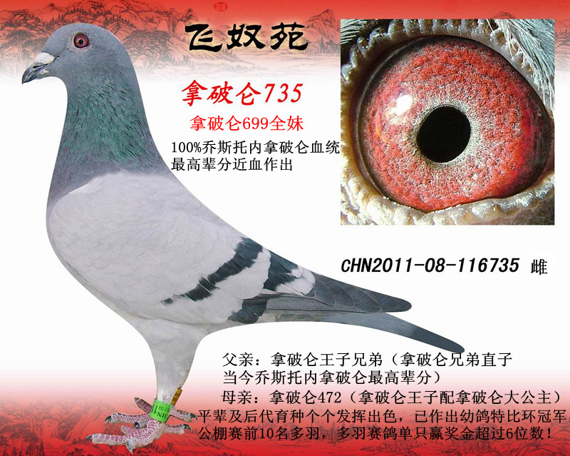 拿破仑735乔斯托内拿破仑699全<em>妹</em>已售_飞<em>奴</em>苑