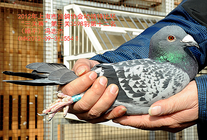 2012年上海市信鸽协会幼鸽特比环三关_上海